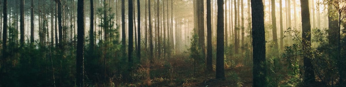 Forest full of trees with the morning light shining through.